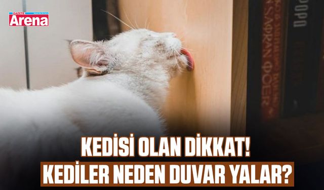 Kedisi olan dikkat! Kediler neden duvar yalar?