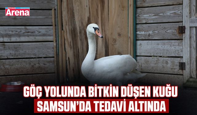 Göç yolunda bitkin düşen kuğu Samsun’da tedavi altında