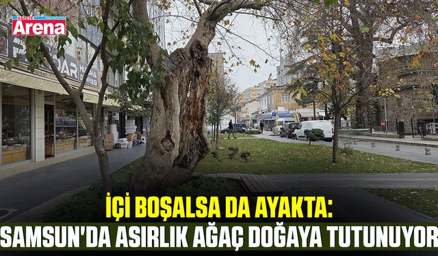 İçi boşalsada ayakta: Samsun'da asırlık ağaç doğaya tutunuyor