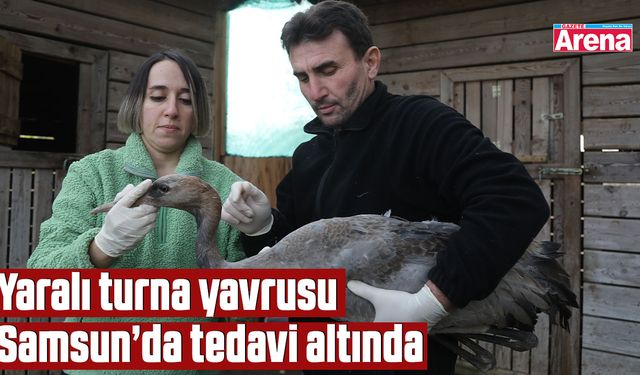 Yaralı turna yavrusu Samsun’da tedavi altında