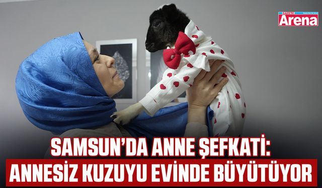 Samsun’da anne şefkati: Annesiz kuzuyu evinde büyütüyor
