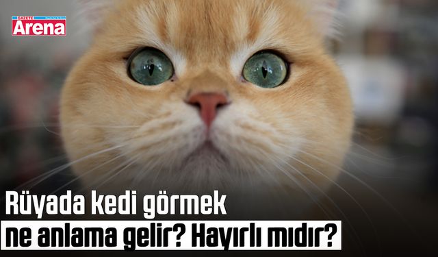 Rüyada kedi görmek ne anlama gelir? Hayırlı mıdır?