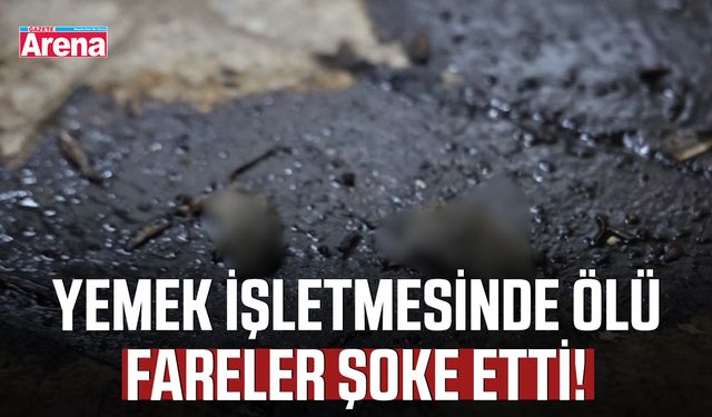 Yemek işletmesinde ölü fareler şoke etti