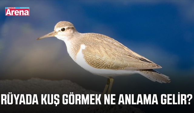 Rüyada kuş görmek ne anlama gelir?