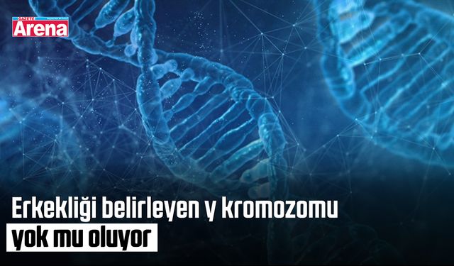 Erkekliği belirleyen y kromozomu yok mu oluyor