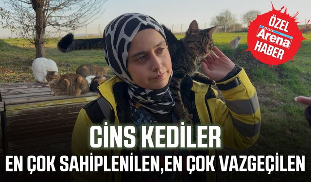 En çok sahiplenilen, en çok vazgeçilen: Cins kediler