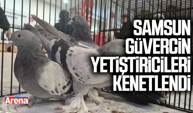 Samsun güvercin yetiştiricileri kenetlendi
