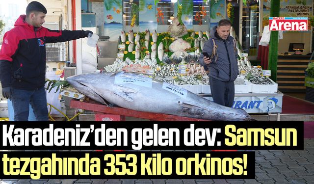 Samsun'da 353 kiloluk dev orkinos ilgi odağı oldu