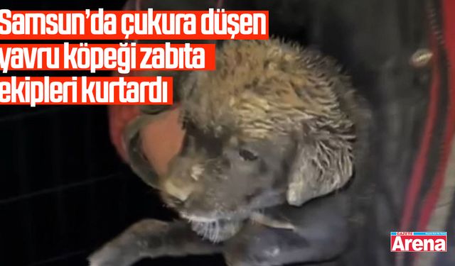 Samsun’da çukura düşen yavru köpeği zabıta ekipleri kurtardı