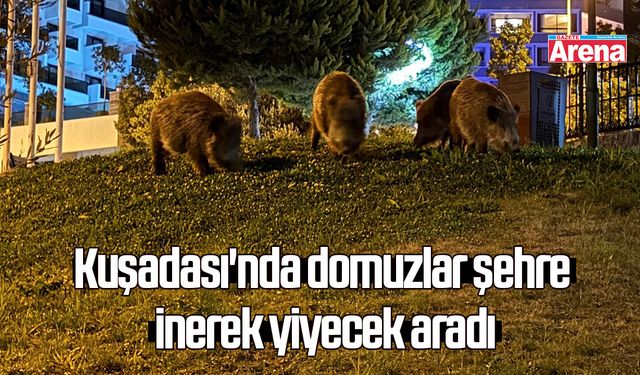 Kuşadası'nda domuzlar şehre inerek yiyecek aradı