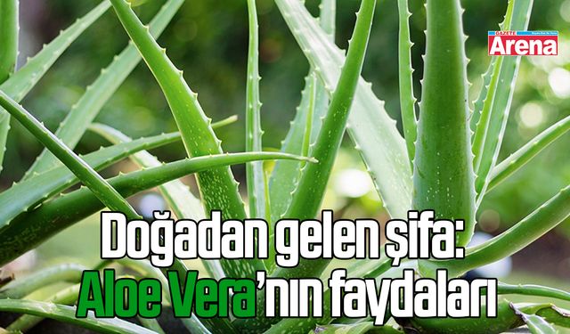 Aloe Vera’nın faydaları