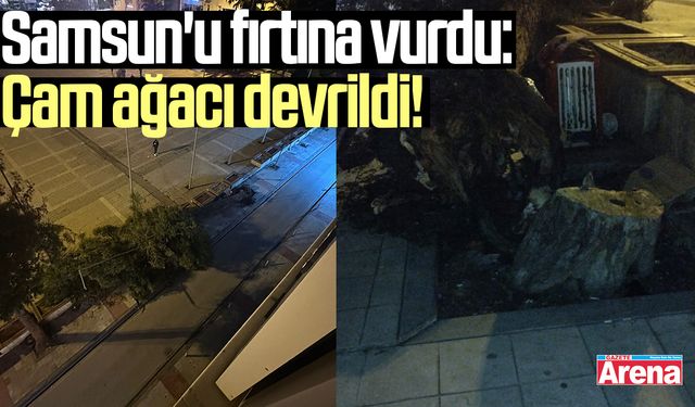 Samsun'u fırtına vurdu: Çam ağacı devrildi!