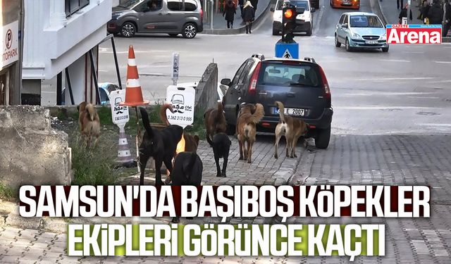 Samsun'da başıboş köpekler ekipleri görünce kaçtı