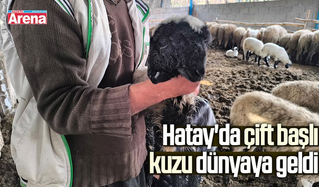 Hatay'da çift başlı kuzu dünyaya geldi