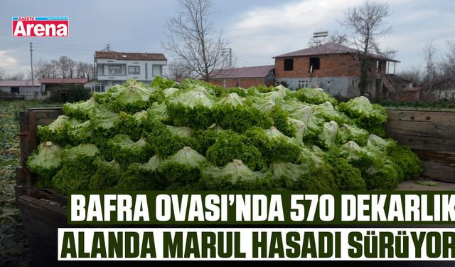Bafra Ovası’nda 570 dekarlık alanda marul hasadı sürüyor