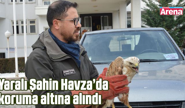 Yaralı Şahin Havza’da koruma altına alındı