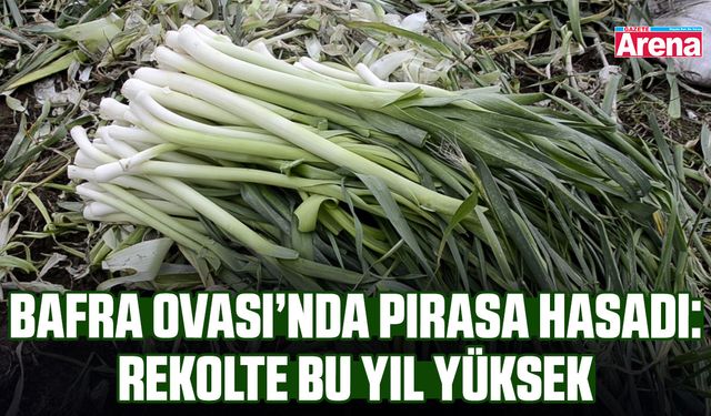 Bafra Ovası’nda Pırasa hasadı: Rekolte bu yıl yüksek