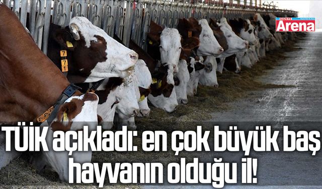 TÜİK açıkladı: en çok büyük baş hayvanın olduğu il!