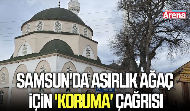 Samsun'da asırlık ağaç için 'koruma' çağrısı