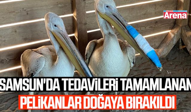 Tedavileri tamamlanan pelikanlar doğaya bırakıldı