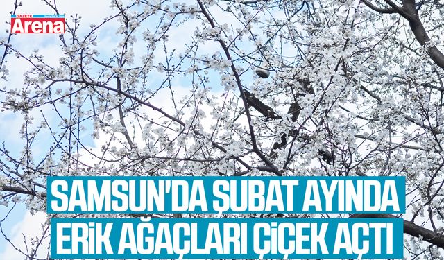 Samsun'da şubat ayında erik ağaçları çiçek açtı