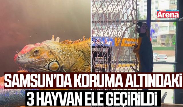 Samsun’da koruma altındaki 3 hayvan ele geçirildi