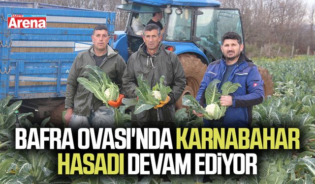 Bafra Ovası'nda karnabahar hasadı devam ediyor