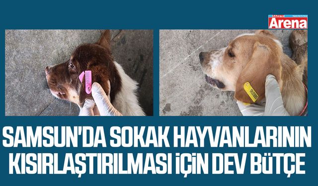 Samsun'da sokak hayvanlarının kısırlaştırılması için dev bütçe