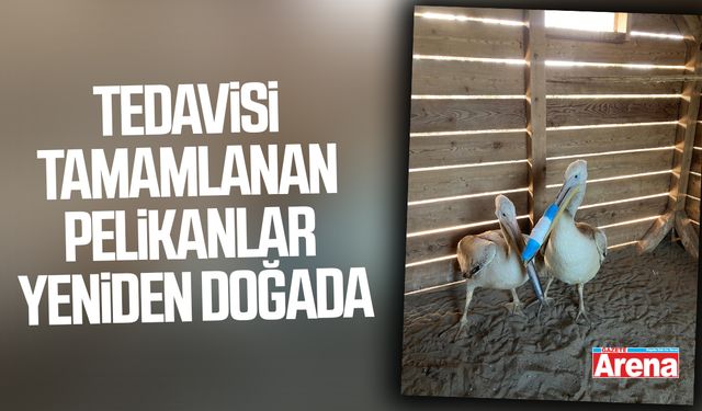 Tedavisi tamamlanan pelikanlar yeniden doğada