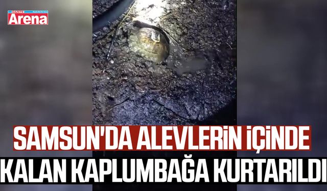 Samsun'da alevlerin içinde kalan kaplumbağa kurtarıldı