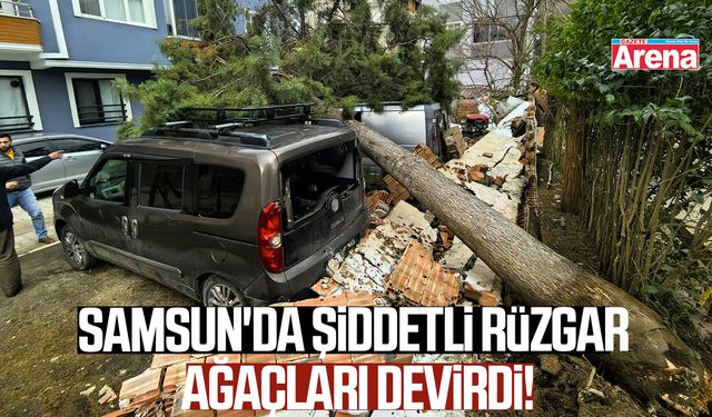 Samsun'da şiddetli rüzgar ağaçları devirdi!