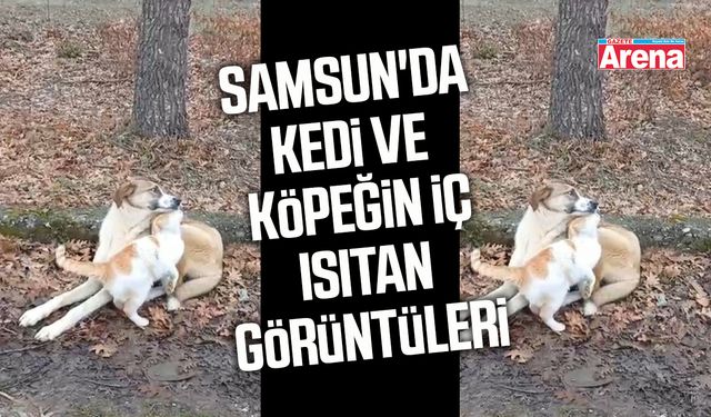Samsun'da kedi ve köpeğin iç ısıtan görüntüleri