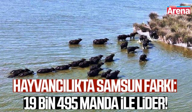 Hayvancılıkta Samsun farkı: 19 bin 495 manda ile lider!