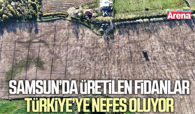 Samsun’da üretilen fidanlar Türkiye’ye nefes oluyor