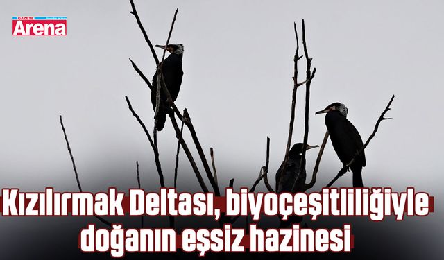 Kızılırmak Deltası, biyoçeşitliliğiyle doğanın eşsiz hazinesi