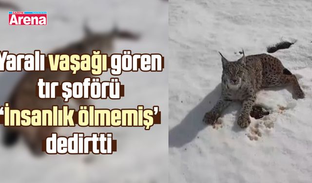 Yaralı vaşağı gören tır şoförü ‘İnsanlık ölmemiş’ dedirtti