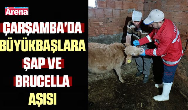 Çarşamba'da büyükbaşlara şap ve brucella aşısı