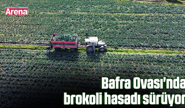 Bafra Ovası'nda brokoli hasadı sürüyor