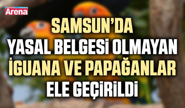 Samsun’da belgesi olmayan İguana ve Papağanlar ele geçirildi