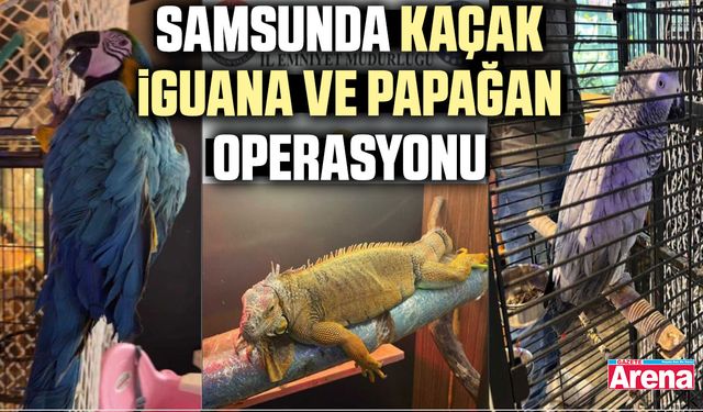 Samsunda kaçak iguana ve papağan operasyonu