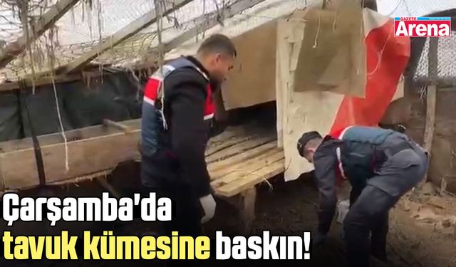 Çarşamba'da tavuk kümesine baskın! 2 gözaltı