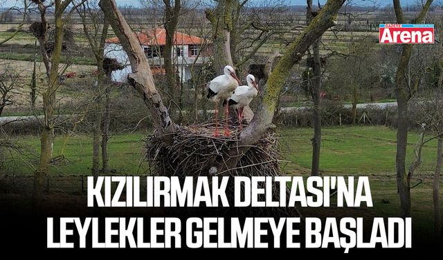 Kızılırmak Deltası'na baharın müjdecisi leylekler gelmeye başladı