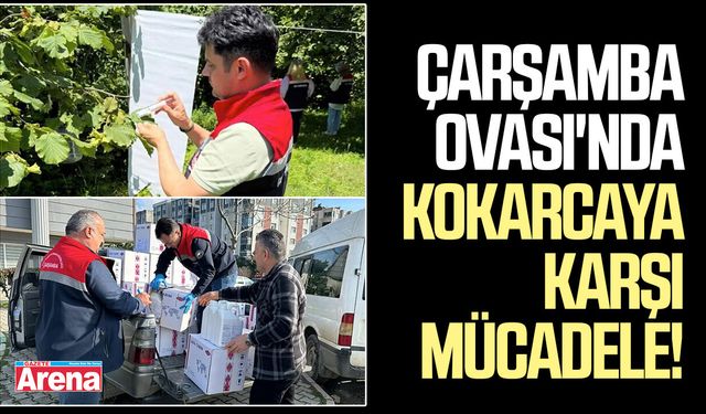 Çarşamba Ovası'nda kokarca karşı mücadele