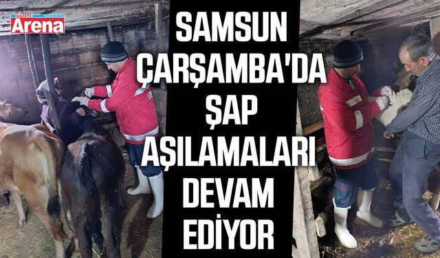 Çarşamba'da şap aşılamaları devam ediyor
