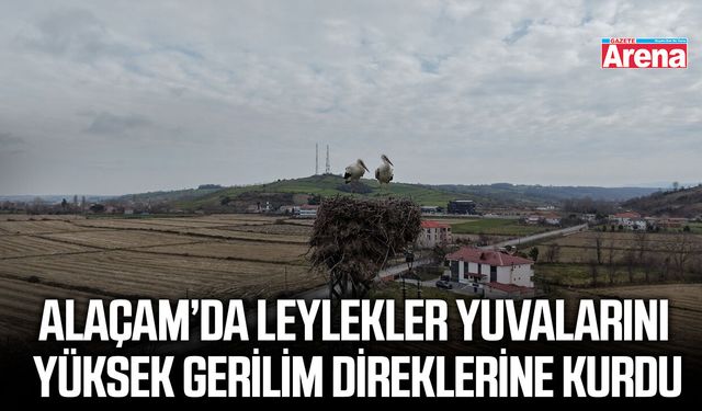 Samsun'da leylekler yüksek gerilim hattına yuva yaptı