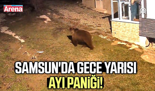 Samsun'da gece yarısı ayı paniği!