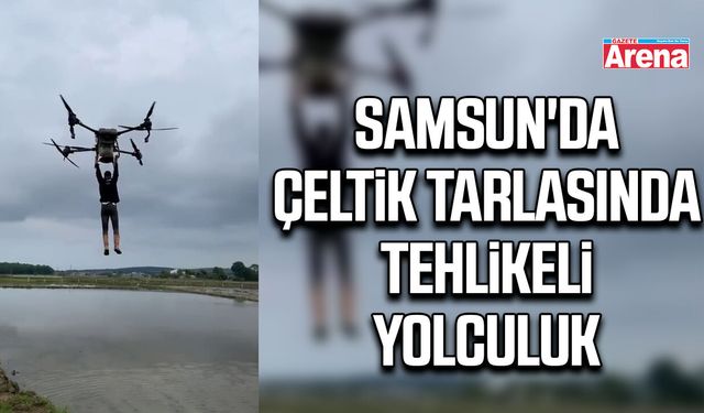 Samsun'da çeltik tarlasında tehlikeli yolculuk