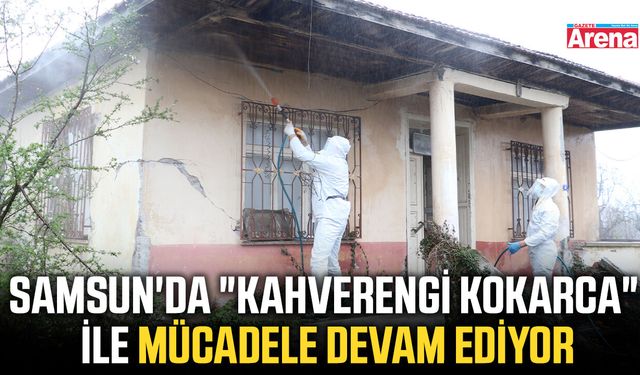 Samsun'da "kahverengi kokarca" ile mücadele devam ediyor