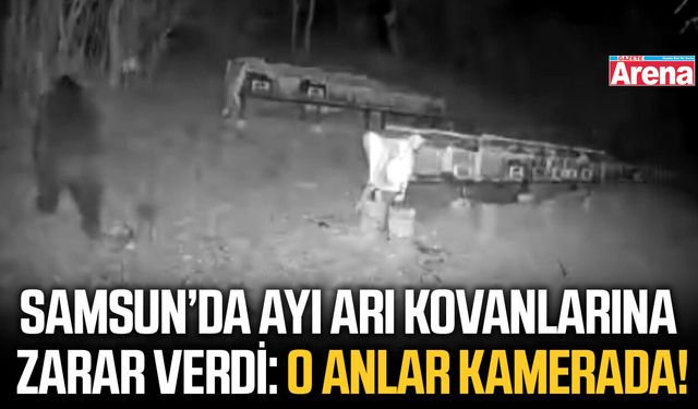 Samsun'da ayı arı kovanlarına zarar verdi