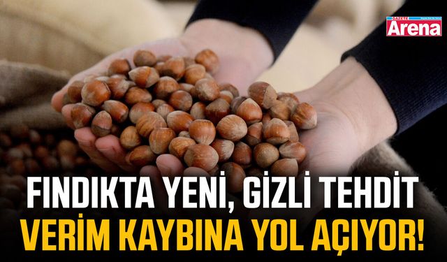 Fındıkta yeni, gizli tehdit verim kaybına yol açıyor!